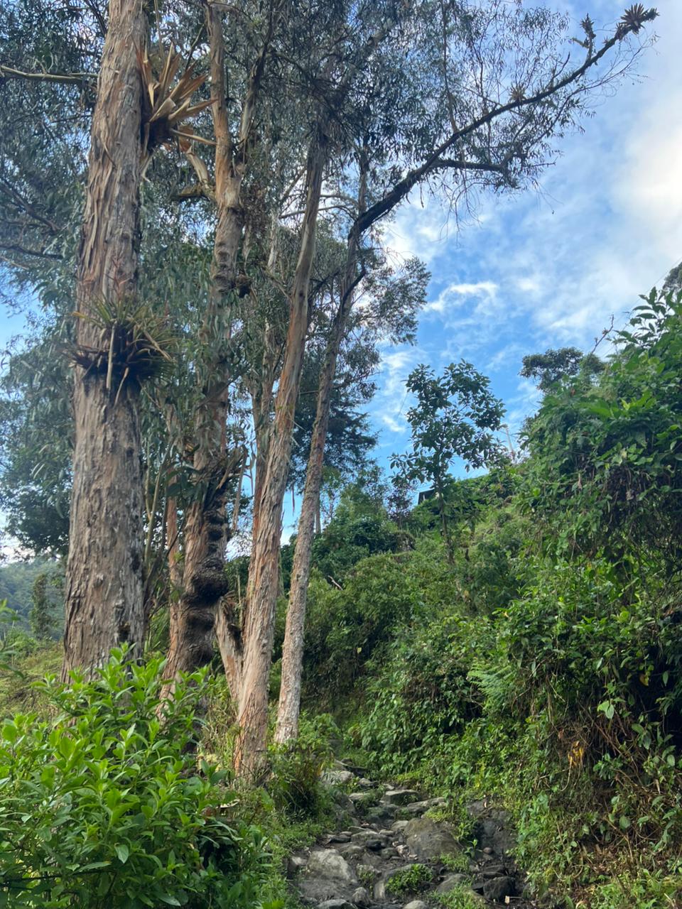 ALTO DE LAS NIEVES (14)